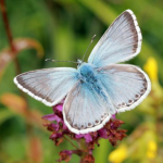 Forward to 2020: Biodiversity Action Plan Cover Image Butterfly