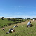 Dancersend seed harvesting Photo: Wendy Tobitt (Conservation Directory Buckinghamshire)