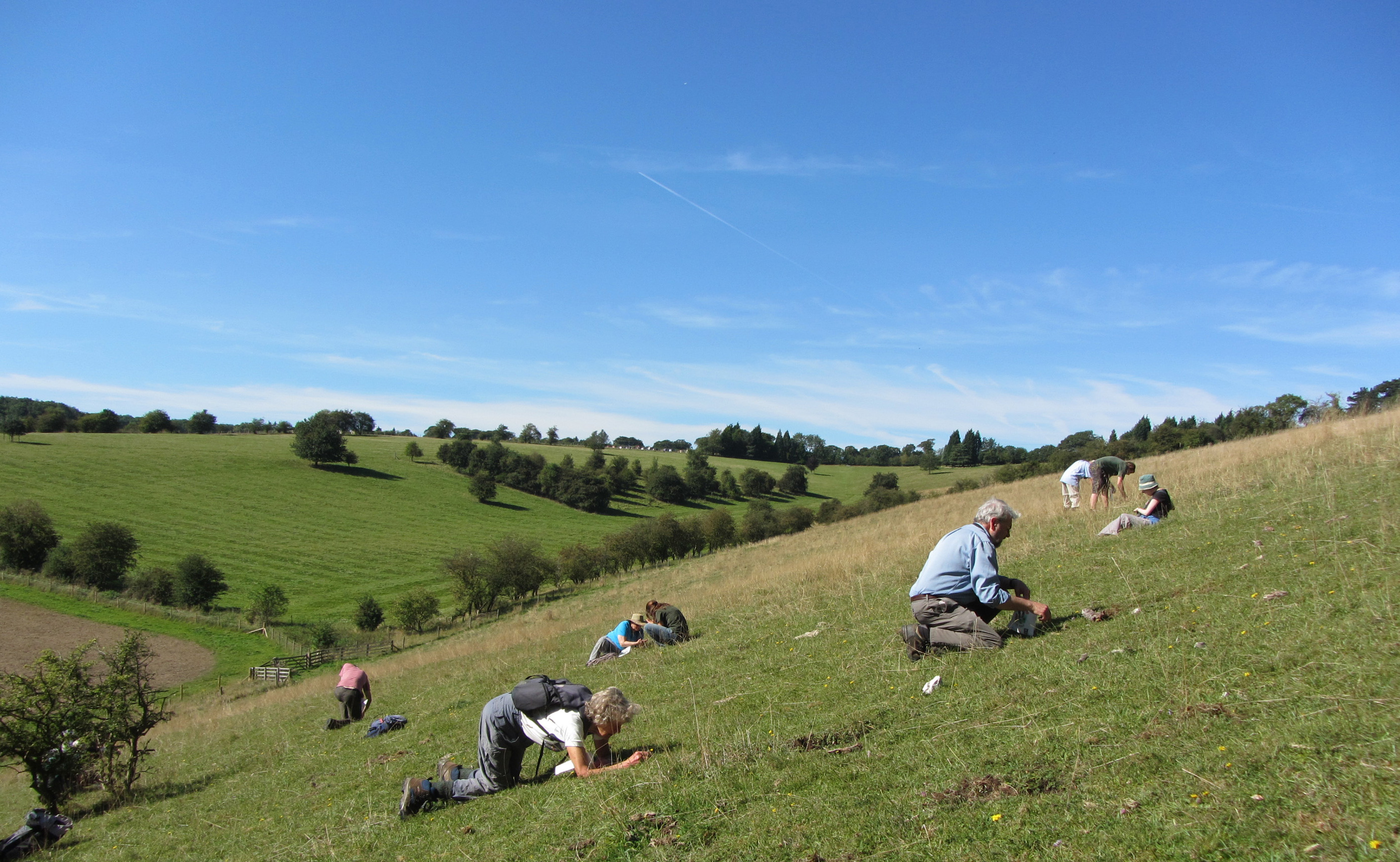 Dancersend seed harvesting Photo: Wendy Tobitt (Conservation Directory Buckinghamshire)