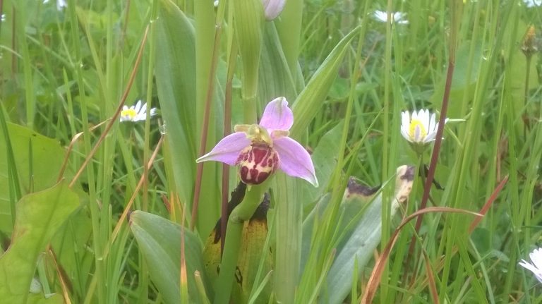 Pitstone Bee Orchids Castlemead (Bucks Buzzing)