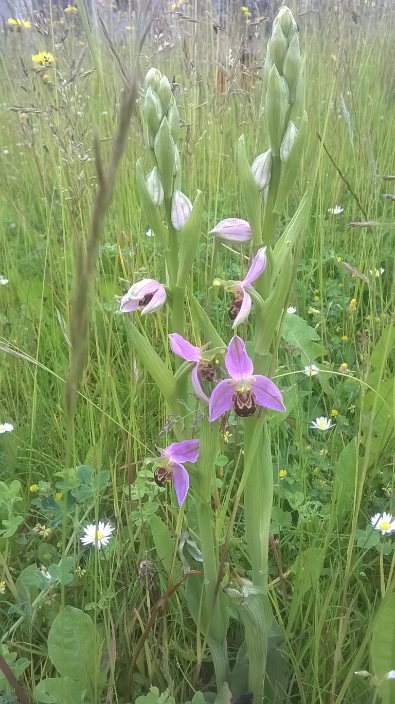 Pitstone Bee Orchids Castlemead (Bucks Buzzing)