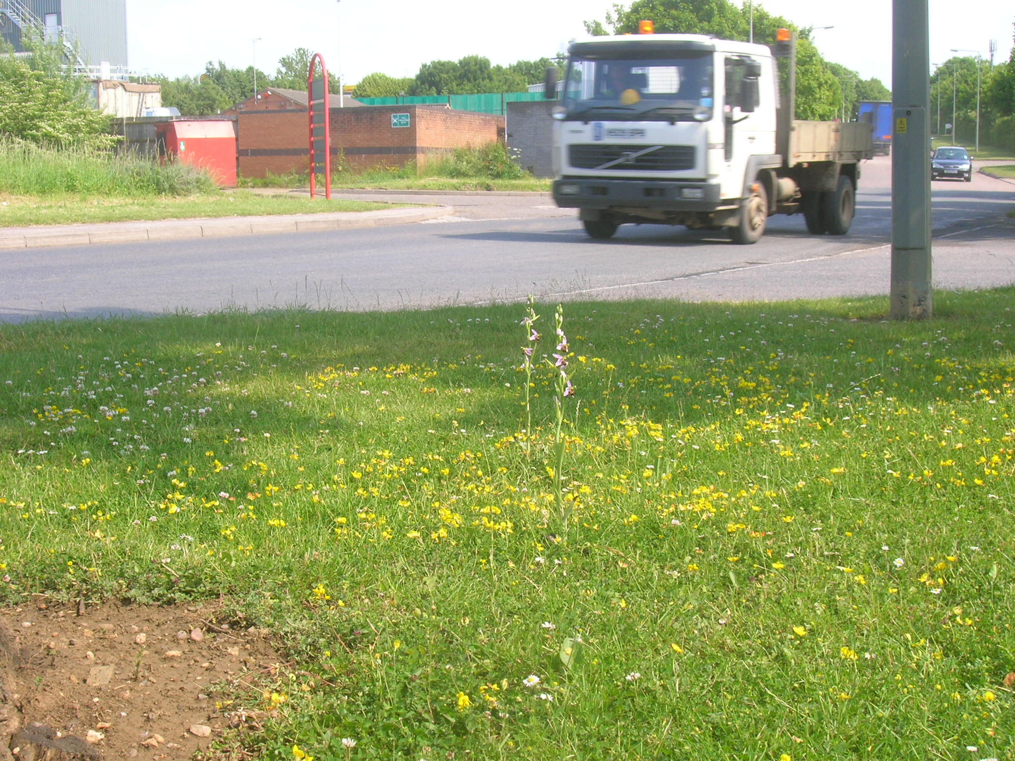 Road Verge Bee Orchids Milton Keynes (Bucks Buzzing)
