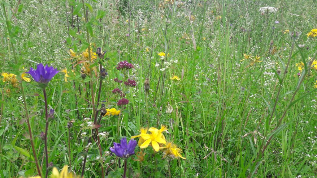 Wildflowers Buckinghamshire