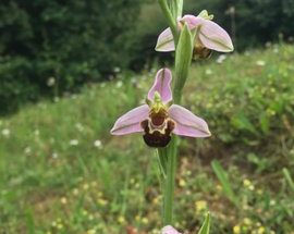 Chesham Town Council Bee Orchid