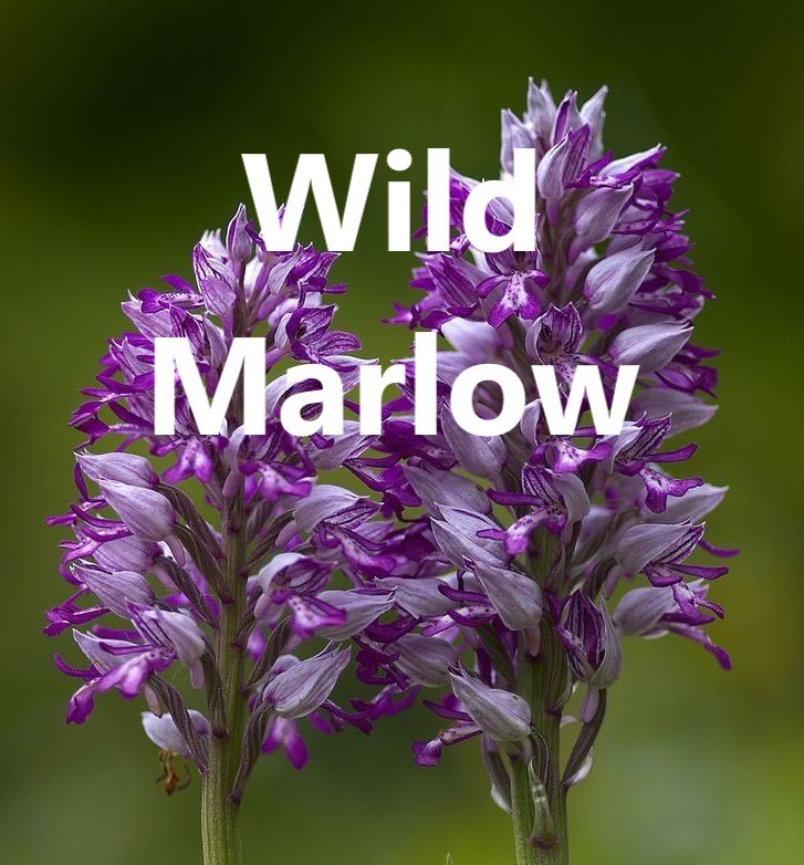 Wild Marlow logo
